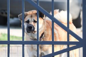 akita inu perros PPP