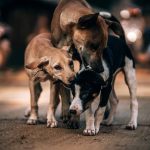 Valientes y Resilientes: La Historia de los Perros Callejeros y su Lucha por la Supervivencia