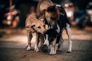 perros callejeros