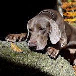Tras las Huellas de la Naturaleza: Las Fascinantes Razas de Perros de Caza