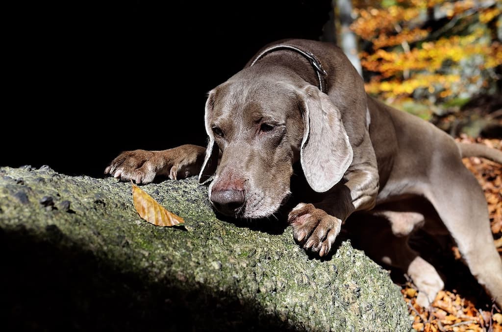 perro de caza Weimaraner