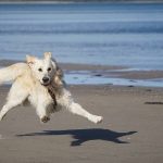 Arena, Olas y Colitas Felices: La Aventura de los Perros en la Playa