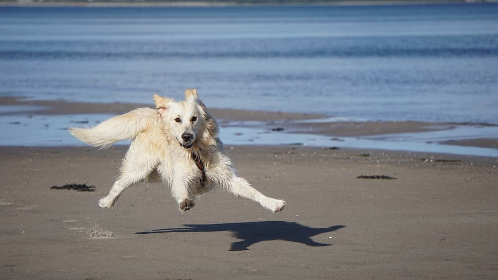 perro en la playa