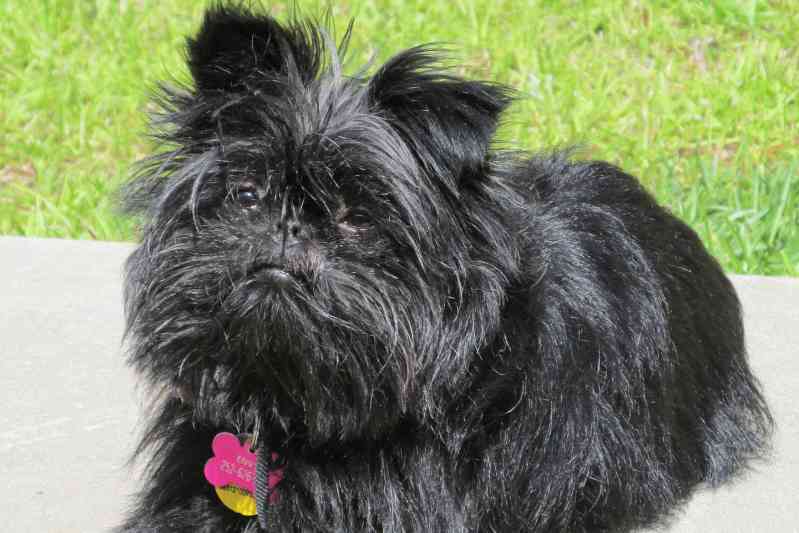 Raza de perro Affenpinscher