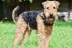 Raza de perro Airedale Terrier