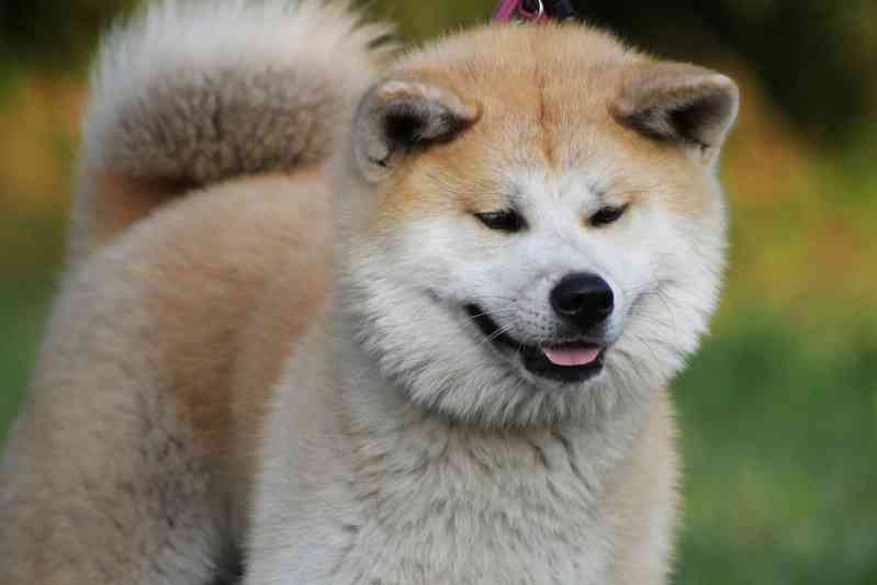 Raza de perro Akita Inu