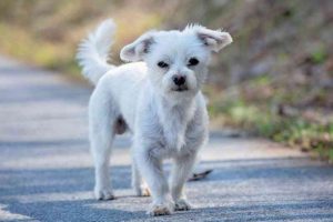 Raza de perro Bichón Maltés