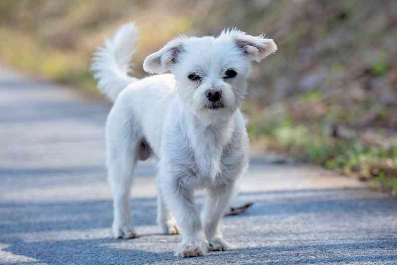 Raza de perro Bichón Maltés