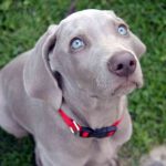 Raza de perro Braco de Weimar