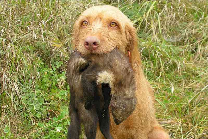 Raza de perro Braco Húngaro