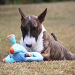 Raza de perro Bull Terrier