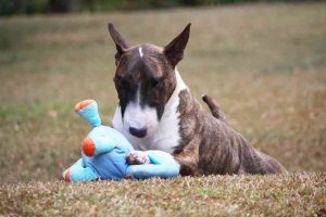 Raza de perro Bull Terrier