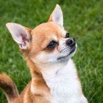 Raza de perro Chihuahua