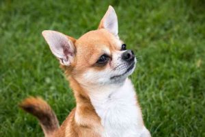 Raza de perro Chihuahua