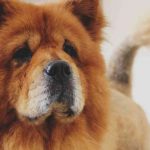 Raza de perro Chow Chow