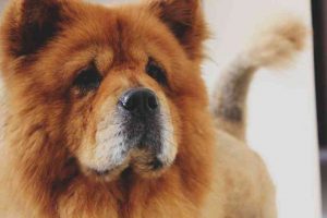 Raza de perro Chow Chow