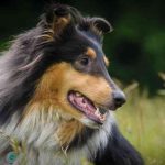 Raza de perro Collie