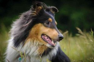 Raza de perro Collie