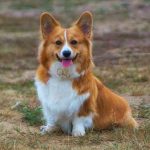 Raza de perro Corgi Galés de Pembroke