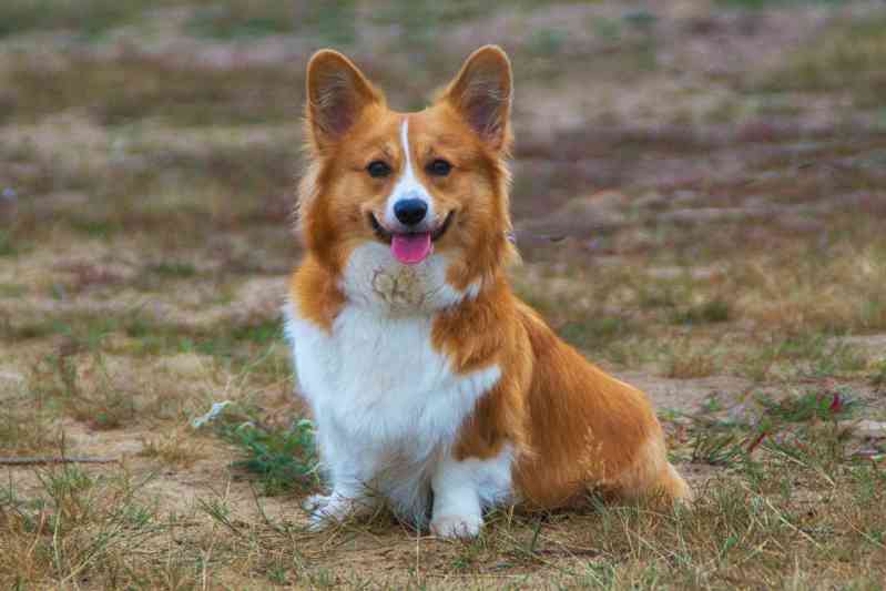 Raza de perro Corgi Galés de Pembroke