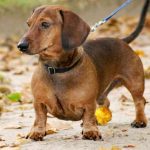 Raza de perro Dachshund (Perro Salchicha)