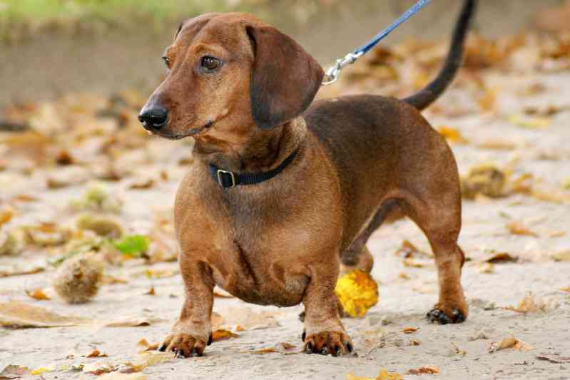 Raza de perro Dachshund Perro Salchicha