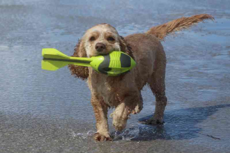 Raza Perro de Agua Americano