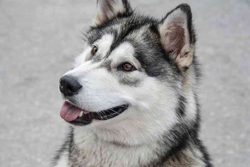 Raza perro Malamute de Alaska