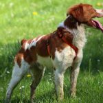 Raza de perro Spaniel Bretón