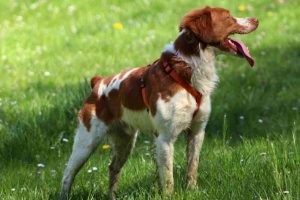 Raza de perro Spaniel Bretón